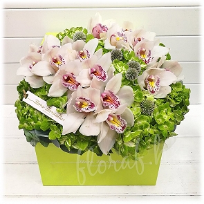A6  鮮花花盒 - 荷蘭白色蕙蘭 A6  鮮花花盒 - 荷蘭白色蕙蘭